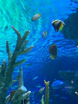 サンシャイン水族館に投稿された画像（2020/10/28）