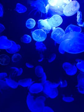 サンシャイン水族館に投稿された画像（2020/10/28）