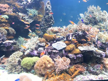 サンシャイン水族館に投稿された画像（2020/10/28）