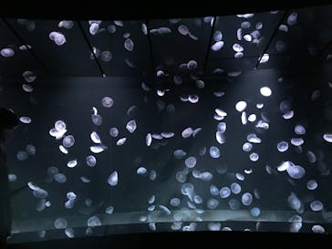 サンシャイン水族館に投稿された画像（2020/10/28）