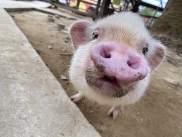 しろとり動物園に投稿された画像（2020/10/28）