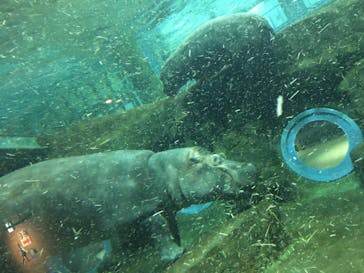 旭川市旭山動物園に投稿された画像（2020/10/28）