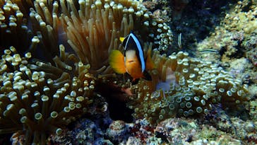 ダイビングショップ Sea Free（シーフリー）に投稿された画像（2020/10/29）