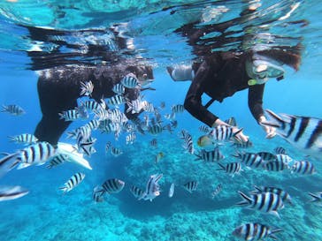 武藤潜水に投稿された画像（2020/10/29）