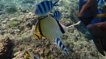 ダイビングショップ Sea Free（シーフリー）に投稿された画像（2020/10/29）