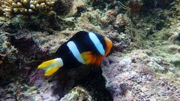 ダイビングショップ Sea Free（シーフリー）に投稿された画像（2020/10/29）