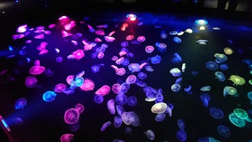 すみだ水族館に投稿された画像（2020/10/29）