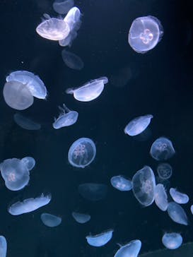 サンシャイン水族館に投稿された画像（2020/10/29）