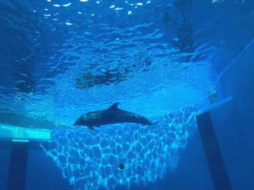 大分マリーンパレス水族館 「うみたまご」に投稿された画像（2020/10/29）