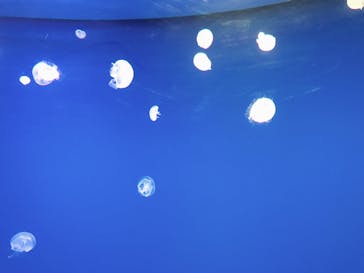 大分マリーンパレス水族館 「うみたまご」に投稿された画像（2020/10/29）