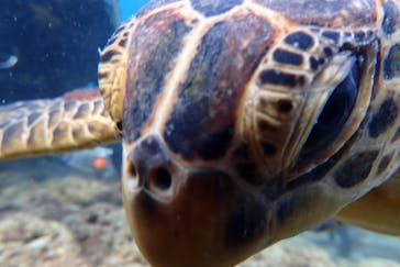 屋久島自然案内に投稿された画像（2020/10/29）