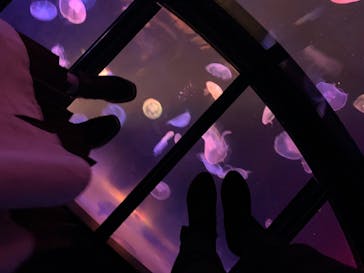 すみだ水族館に投稿された画像（2020/10/29）