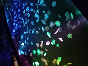 すみだ水族館に投稿された画像（2020/10/29）