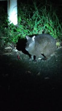 Low Key Amami（ローキーアマミ）に投稿された画像（2020/10/29）