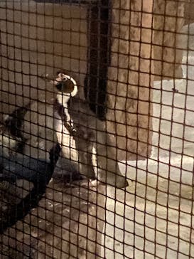 天王寺動物園に投稿された画像（2020/10/29）