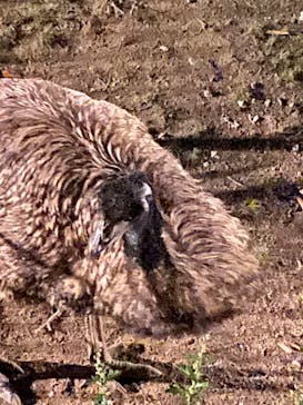 天王寺動物園に投稿された画像（2020/10/29）