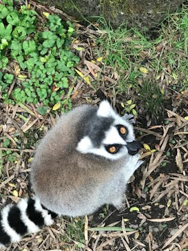 伊豆シャボテン動物公園に投稿された画像（2020/10/29）