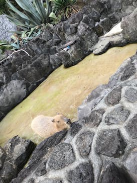 伊豆シャボテン動物公園に投稿された画像（2020/10/29）