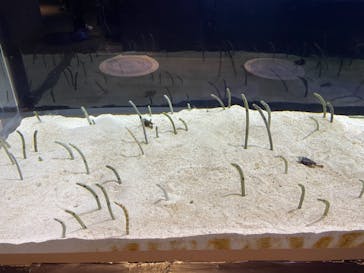 すみだ水族館に投稿された画像（2020/10/30）