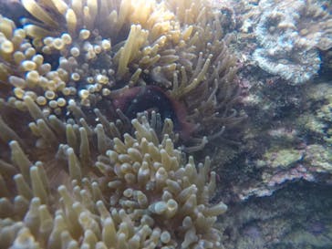 武藤潜水に投稿された画像（2020/10/30）