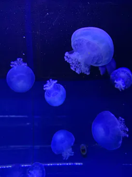 すみだ水族館に投稿された画像（2020/10/30）