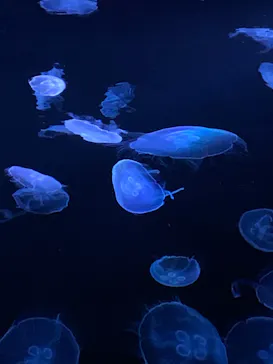 すみだ水族館に投稿された画像（2020/10/30）