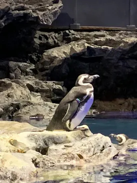 すみだ水族館に投稿された画像（2020/10/30）