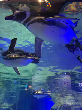 すみだ水族館に投稿された画像（2020/10/30）