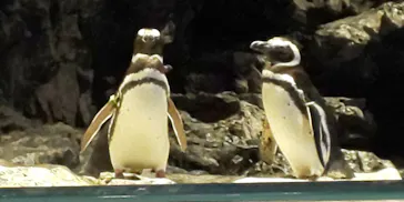 すみだ水族館に投稿された画像（2020/10/30）