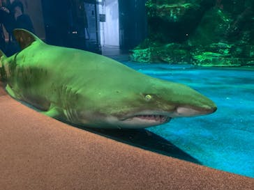 しながわ水族館に投稿された画像（2020/10/30）