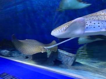 しながわ水族館に投稿された画像（2020/10/30）