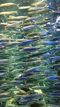 サンシャイン水族館に投稿された画像（2020/10/30）