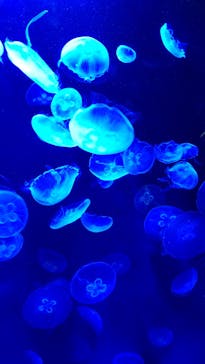 サンシャイン水族館に投稿された画像（2020/10/30）