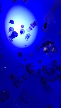 サンシャイン水族館に投稿された画像（2020/10/30）