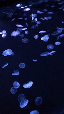 すみだ水族館に投稿された画像（2020/10/30）