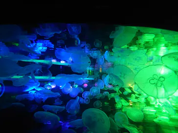 すみだ水族館に投稿された画像（2020/10/30）