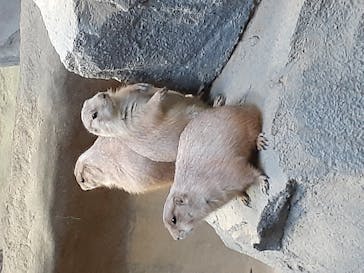 神戸どうぶつ王国に投稿された画像（2020/10/30）