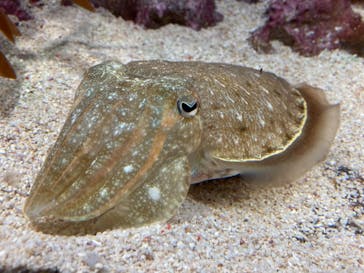 サンシャイン水族館に投稿された画像（2020/10/31）