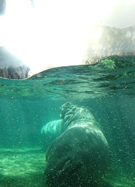 天王寺動物園に投稿された画像（2020/10/31）