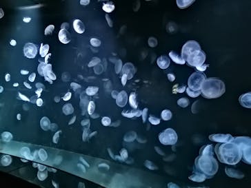 サンシャイン水族館に投稿された画像（2020/10/31）