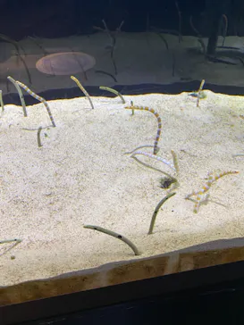 すみだ水族館に投稿された画像（2020/10/31）