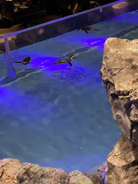 すみだ水族館に投稿された画像（2020/10/31）