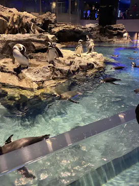 すみだ水族館に投稿された画像（2020/10/31）