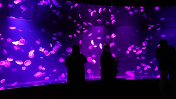 サンシャイン水族館に投稿された画像（2020/10/31）