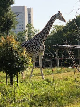 天王寺動物園に投稿された画像（2020/10/31）