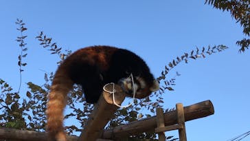 天王寺動物園に投稿された画像（2020/10/31）