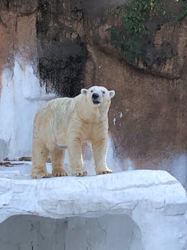 天王寺動物園に投稿された画像（2020/10/31）
