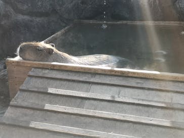 那須どうぶつ王国に投稿された画像（2020/10/31）