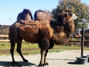 那須どうぶつ王国に投稿された画像（2020/10/31）