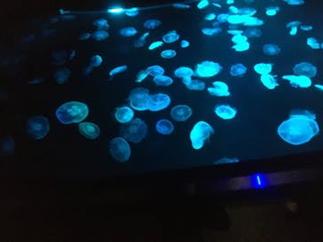 すみだ水族館に投稿された画像（2020/10/31）